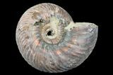 Iridescent, Pyritized Ammonite (Quenstedticeras) Fossil - Russia #175018-1